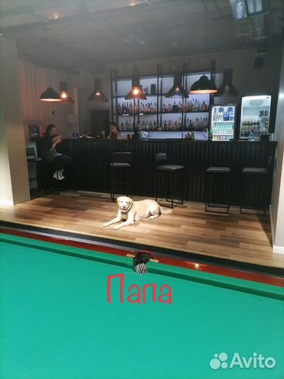 Щенок лабрадора