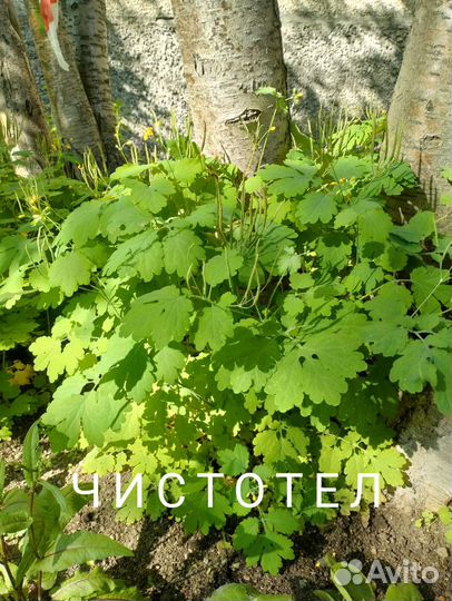 Продам многолетние цветы