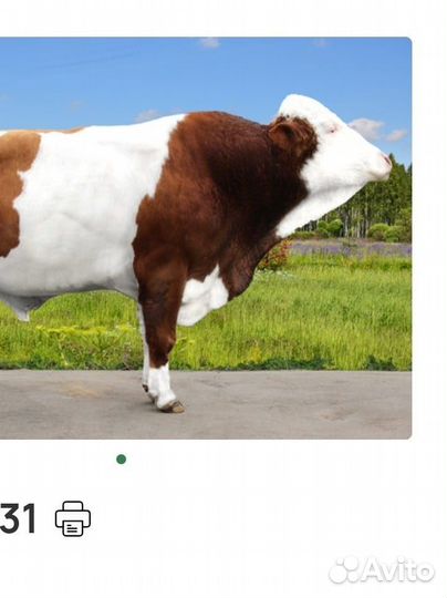 Корова первотелка
