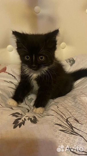 Котенок в дар 1,5 мес мальчик