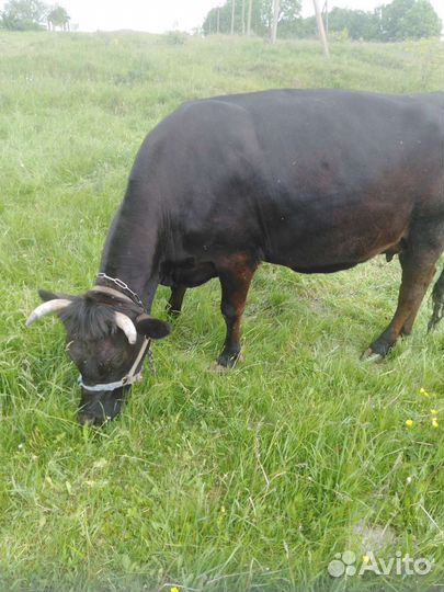 Корова. Стельная