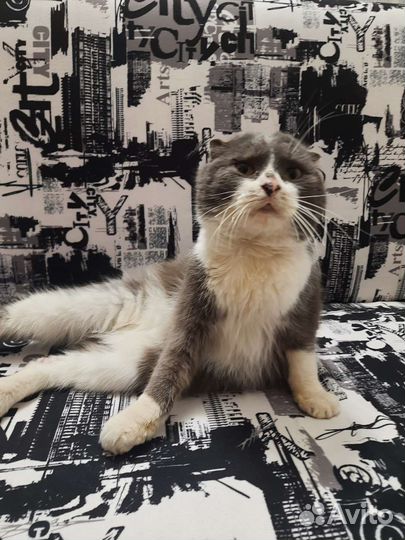 Вислоухий мальчик