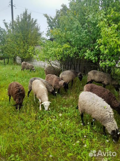Овцы бараны
