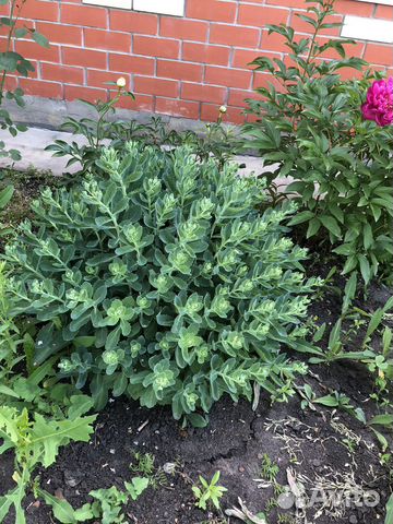 Очиток видный