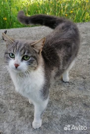 Кошка в дар бесплатно