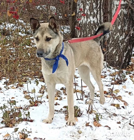 Собака в добрые руки