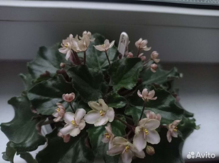 Фиалка Emerald Pink