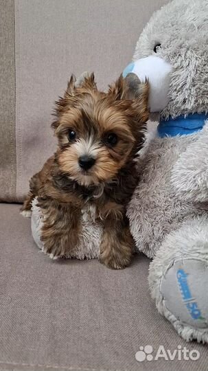 Маленький мальчик Русская Салонная собака