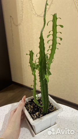 Комнатные растения цветы