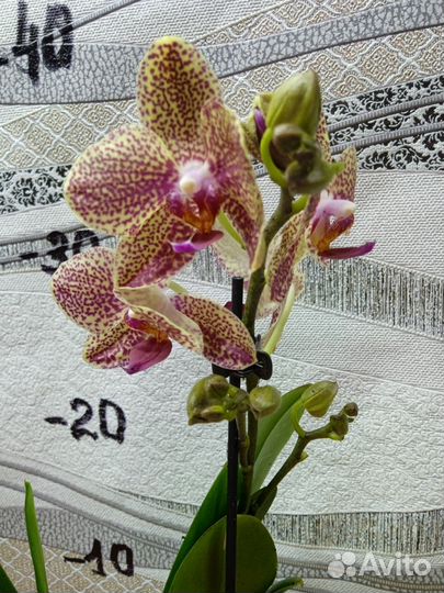 Орхидея фаленопсис