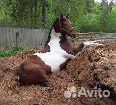 Конский навоз