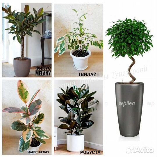 Фикусы сортовые