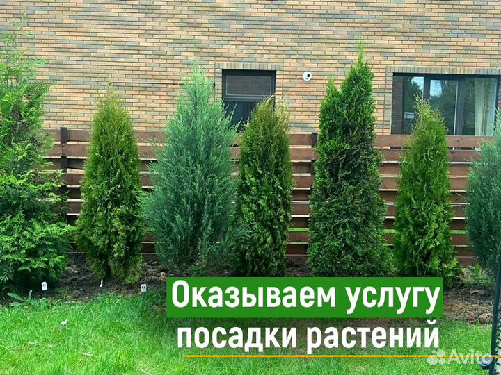 Туя Cмарагд оптом и в розницу
