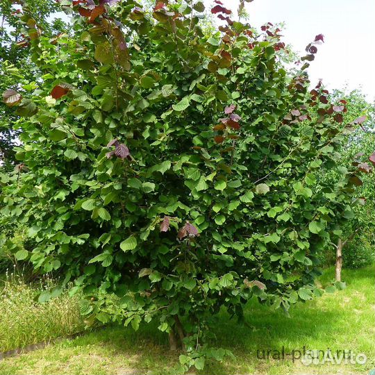 Саженцы Фундука