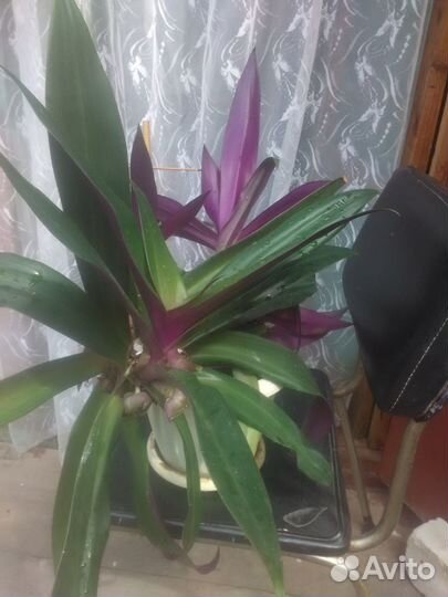 Традесканция - Рео ладья Моисея