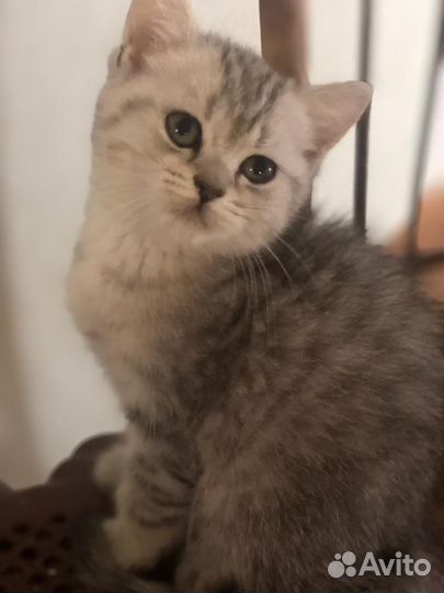 Британская