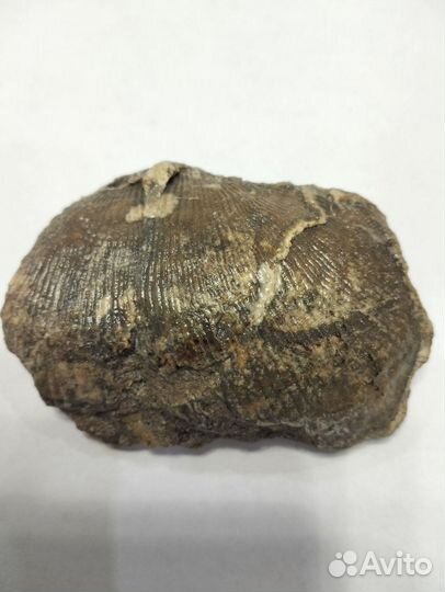 Окаменевшие ракушки