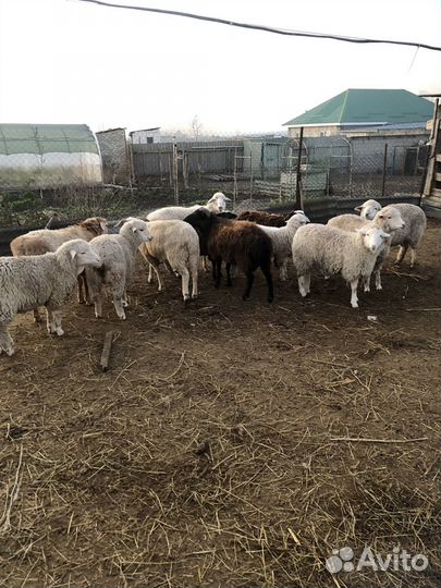 Овцы бараны