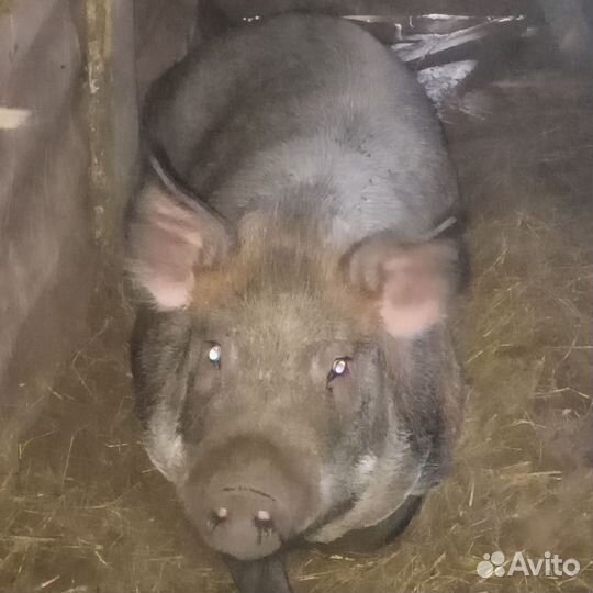 Хряк на племя