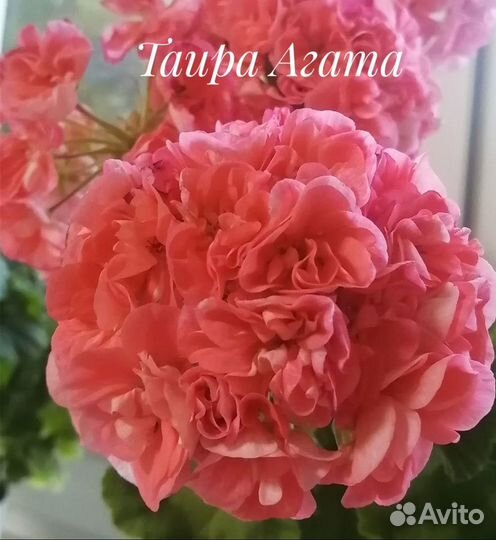 Пеларгонии