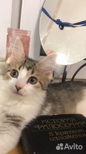 Зооняня, выгулщица собак, догситтер