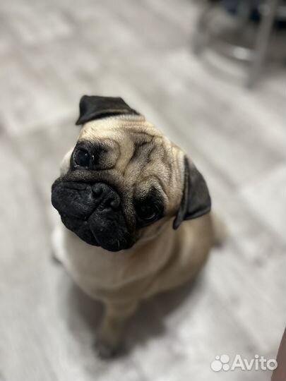 Мопс вязка мальчик