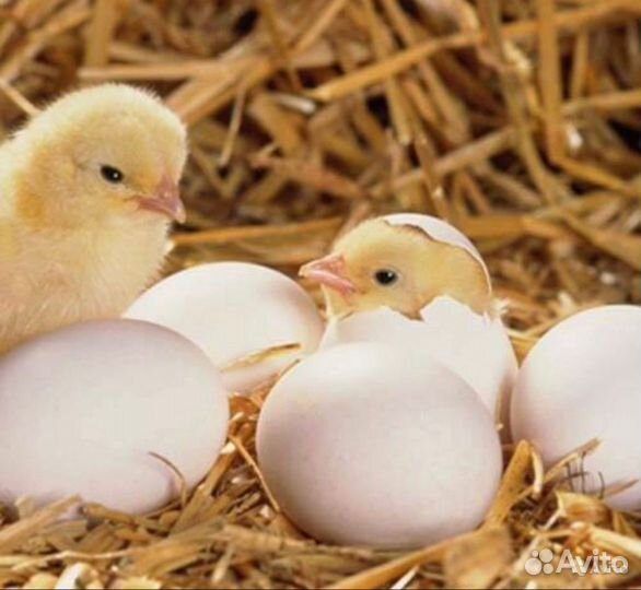 Инкубационное яйцо бройлера