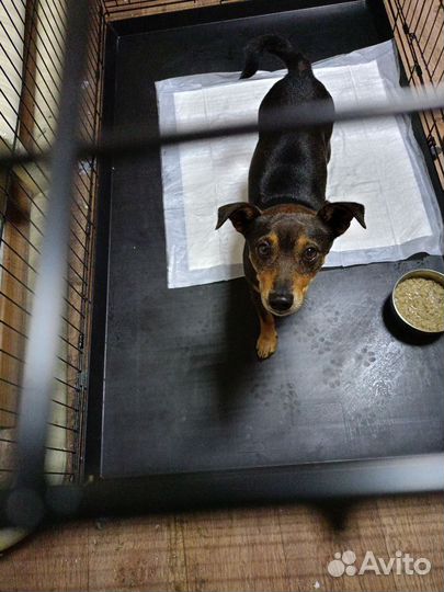 Собака мини пинчер