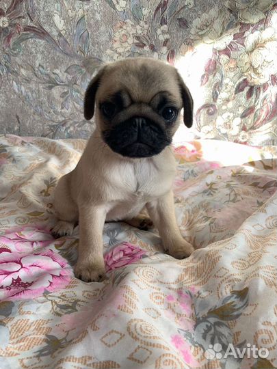 Щенки мопса