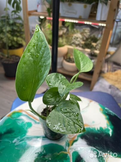 Сциндапсус