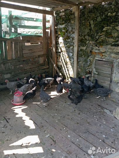 Молодые петушки