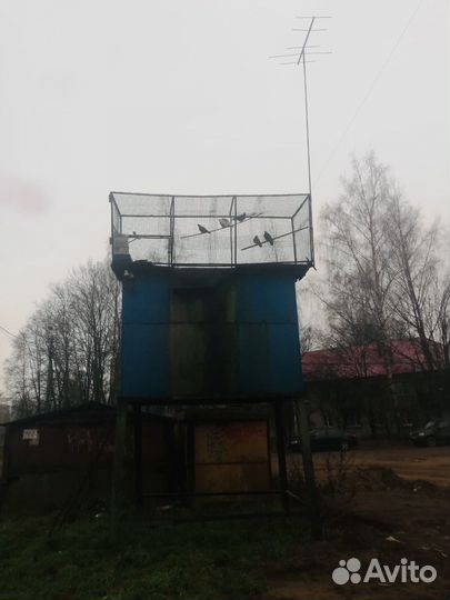 Продаеться голубятня