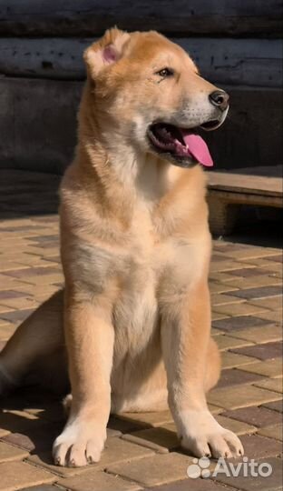 Щенки среднеазиатской овчарки