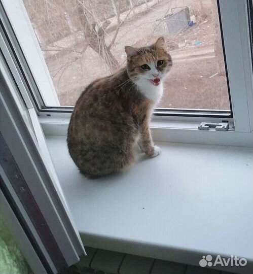 Кошка в добрые руки