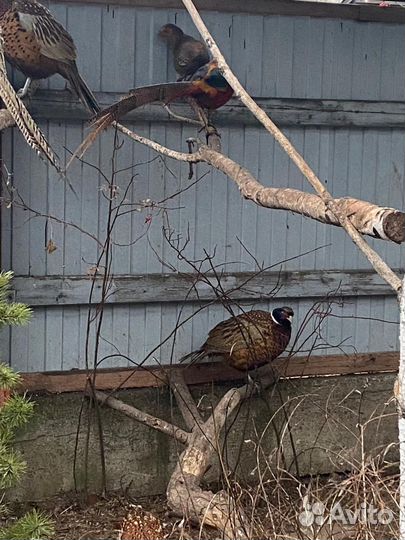 Птенцы фазана