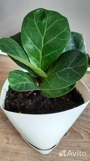 Фикус лирата бамбино