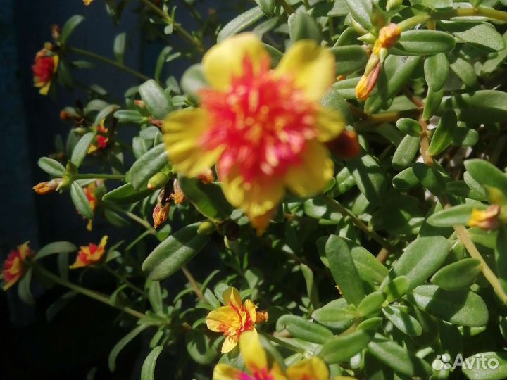 Портулак вегетативный. Махровый ампельный