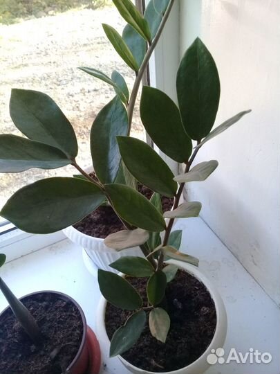 Замиокулькас