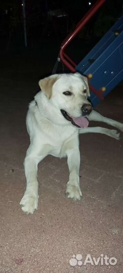 Кобель лабрадора вязка