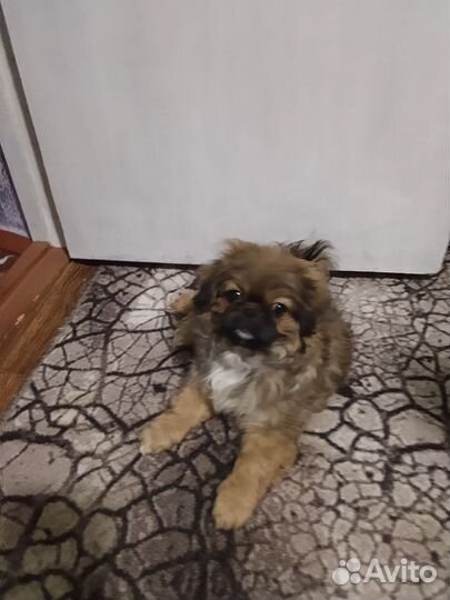 Пекинес в добрые руки