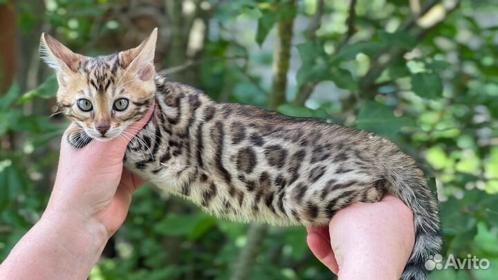 Бенгальские котята