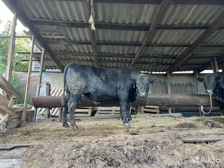 Абердин ангус