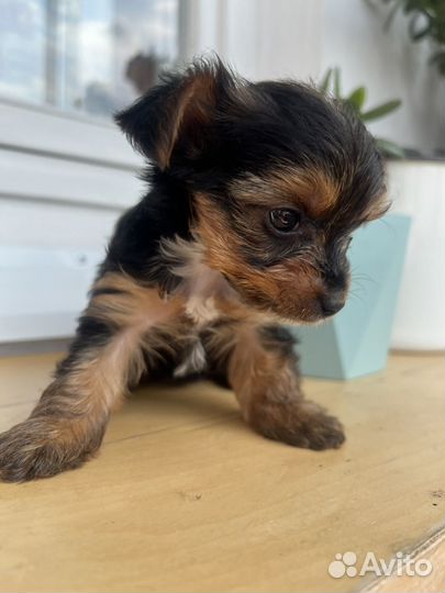 Йоркширский терьер щенки