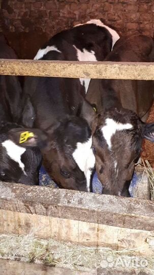 Быки,бычки,телки,телята