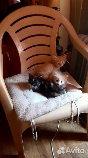 Котята в добрые руки бесплатно