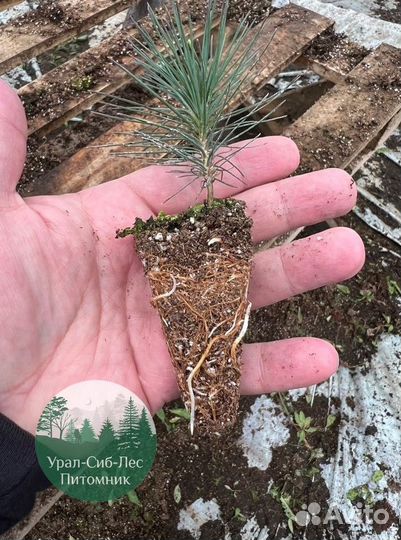 Зкс Сосна сеянцы Ели Лиственницы окс Голуб Горная