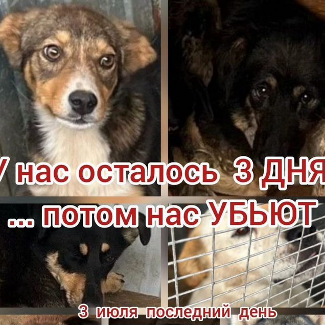 Взрослый пёс в добрые руки