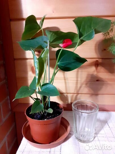 Антуриум, глоксиния, фиалка