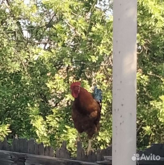 Петухи
