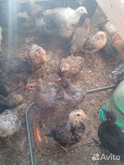 Цыплята несушки подрощенные